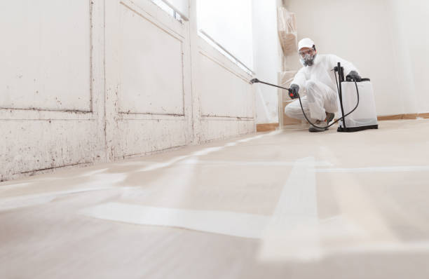 24/7 Emergency Mold Removal experts in New Market, VA