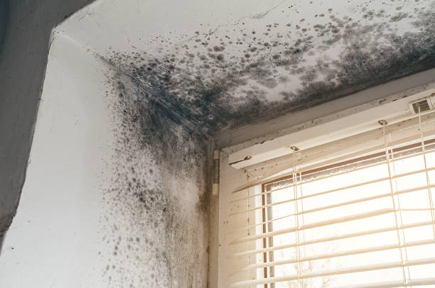 Affordable Mold Removal solutions in New Market, VA