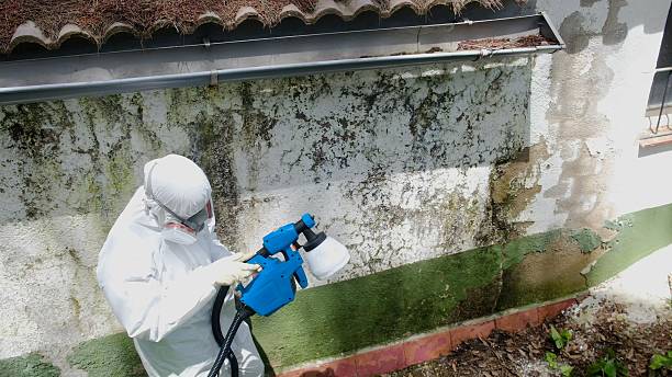 Top rated local Mold Removal specialists in New Market, VA